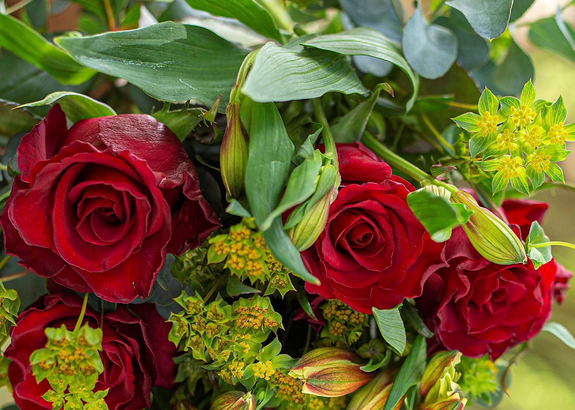 Close-up of deep red roses and foliage