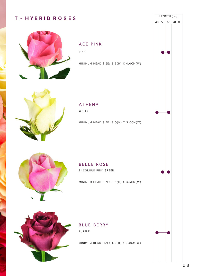 Premium roses catalogue