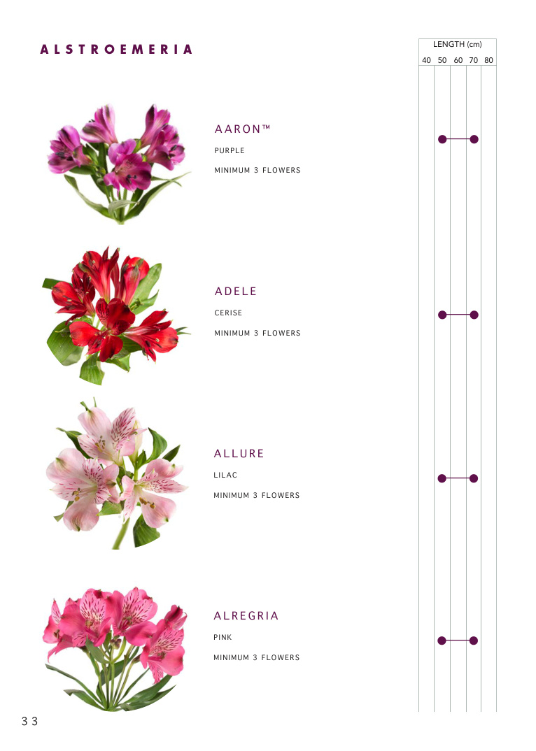 Alstroemeria catalogue