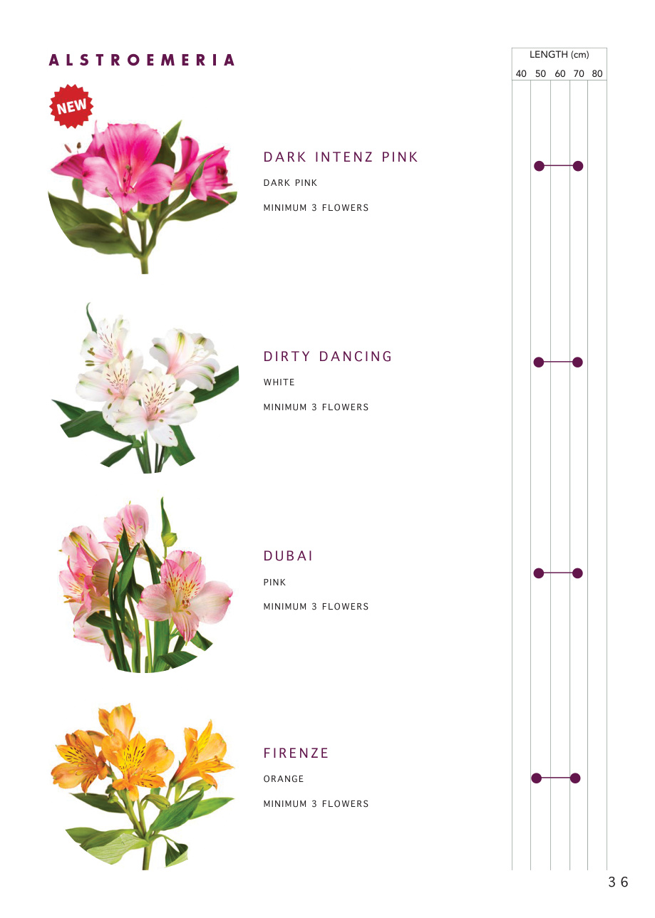 Alstroemeria varieties