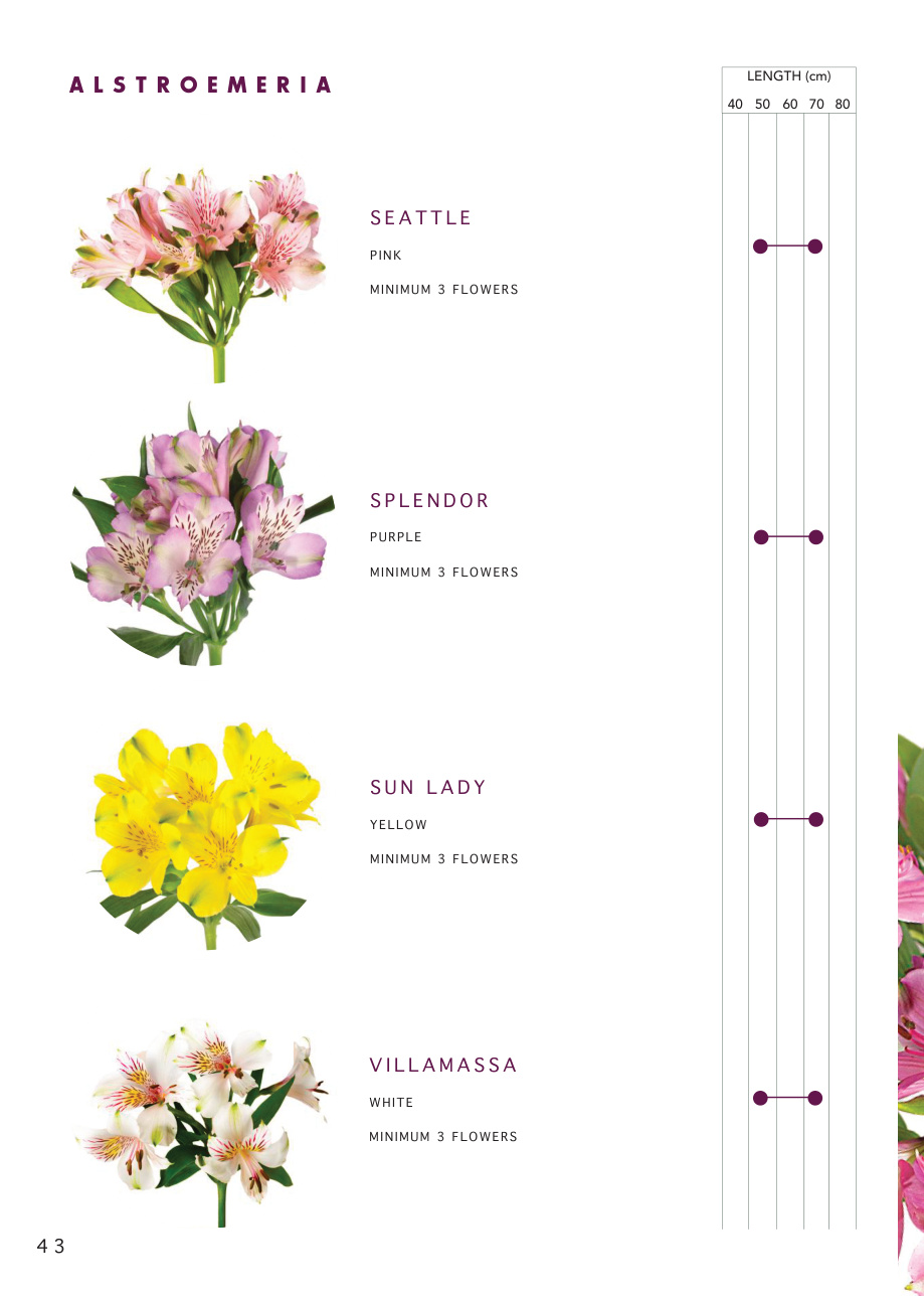 Alstroemeria varieties