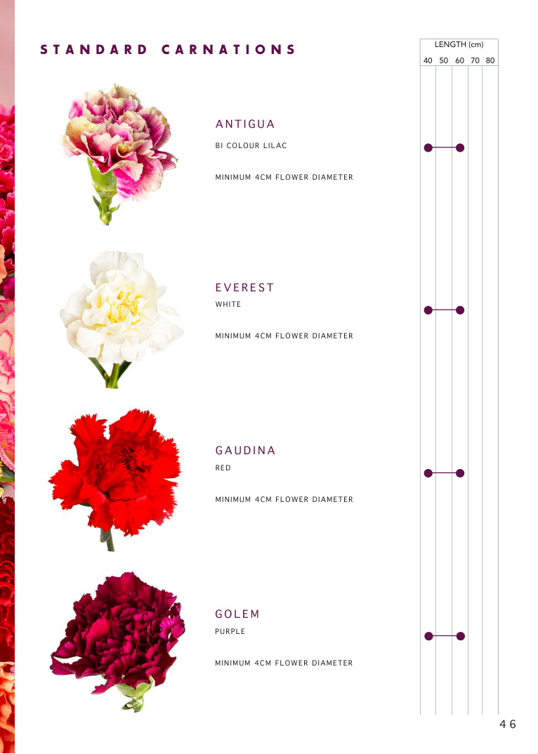 Standard carnations catalogue