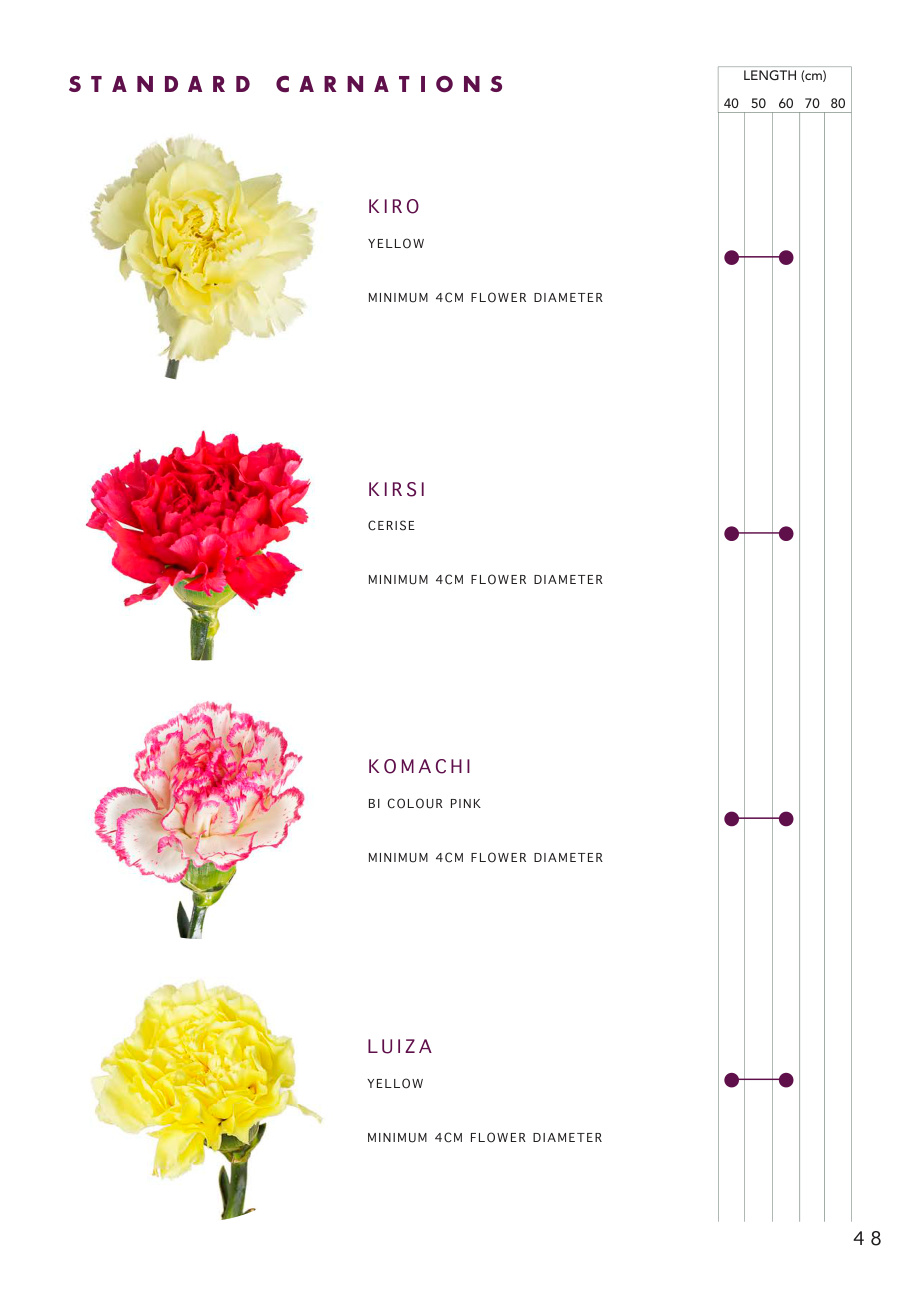 Standard carnations
