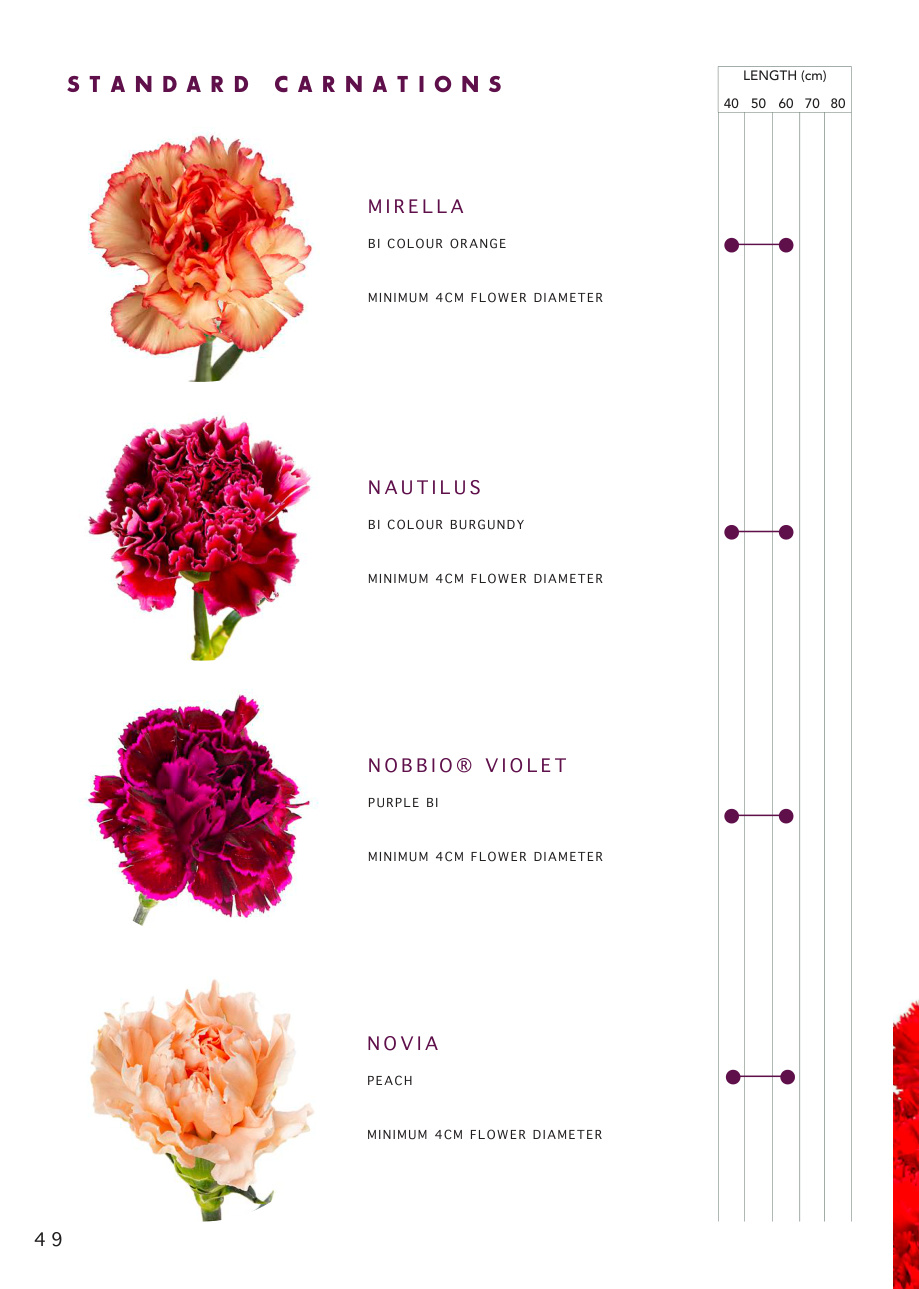 Standard carnations