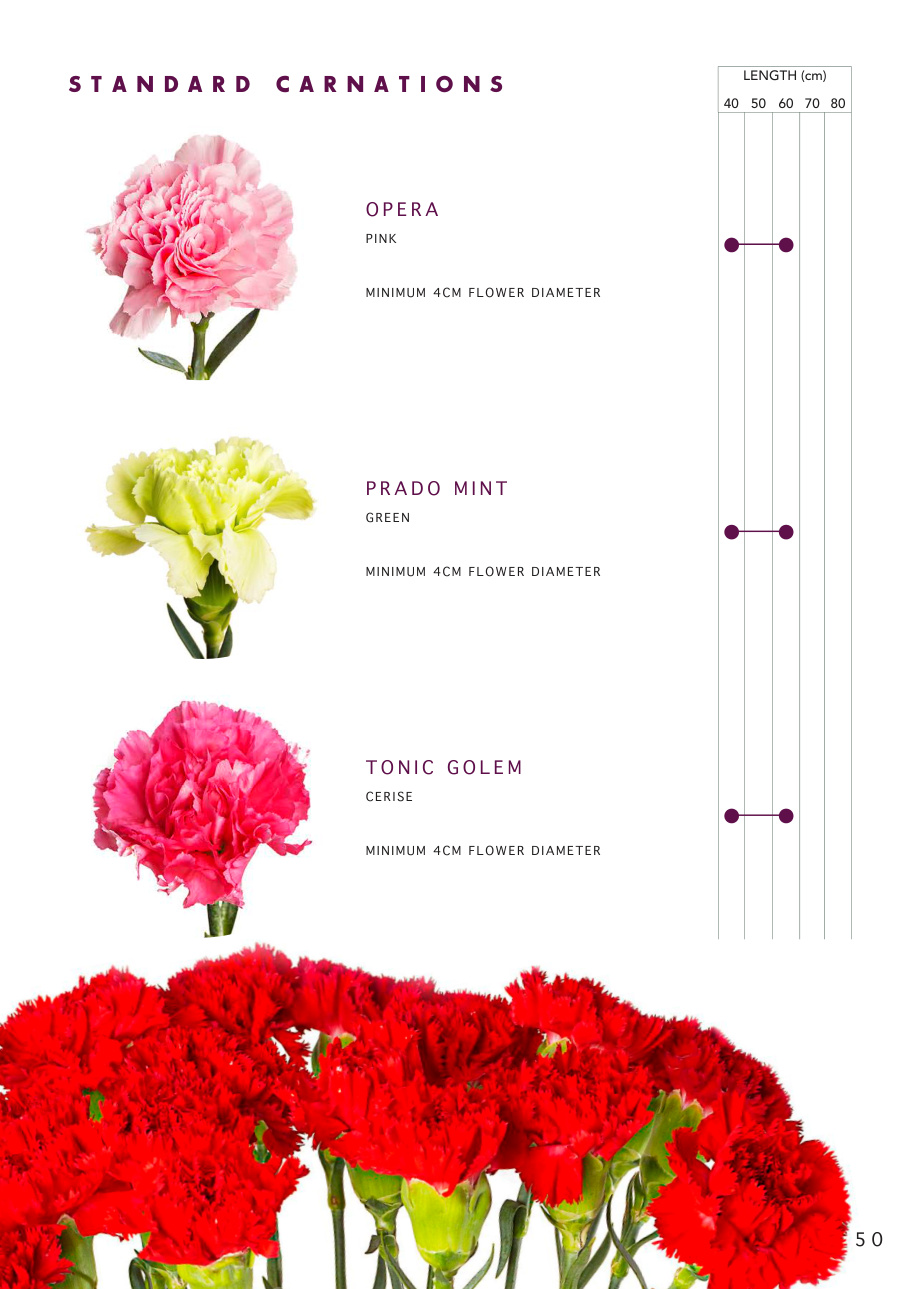 Standard carnations