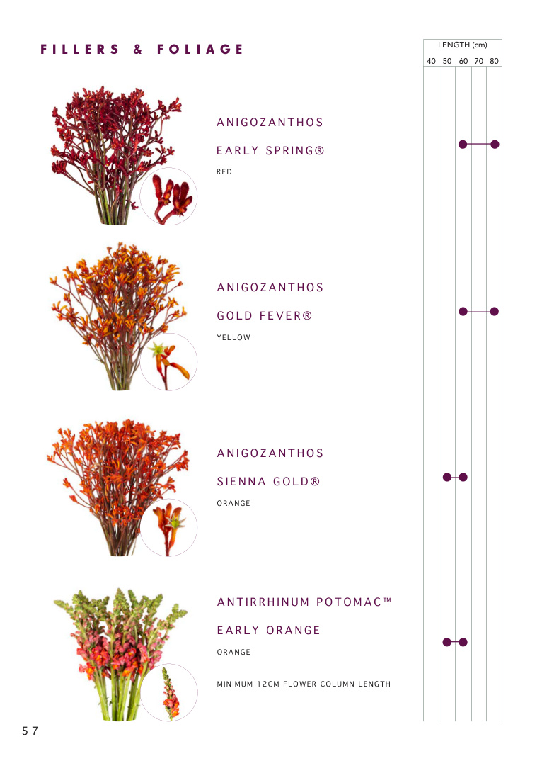 Fillers and foliage catalogue