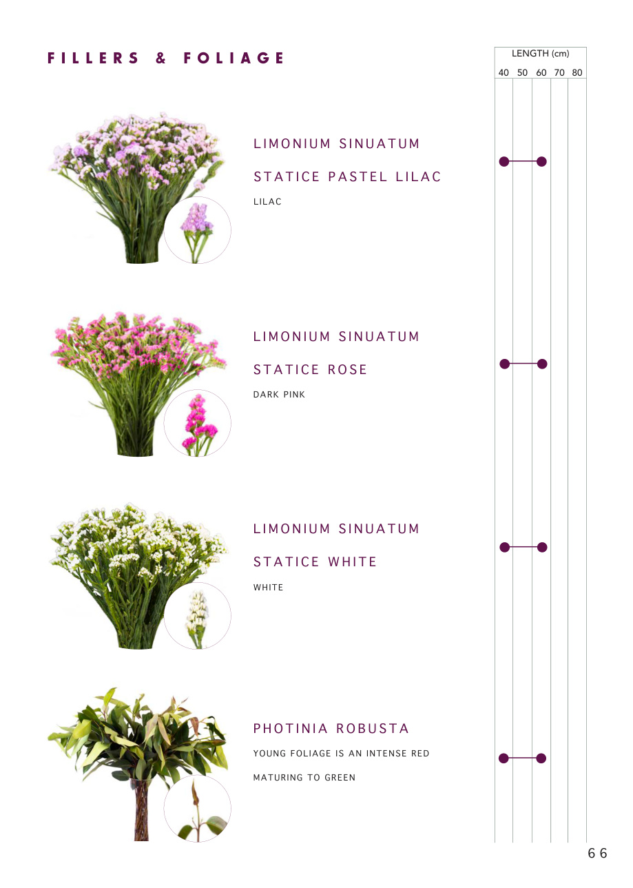 Fillers and foliage